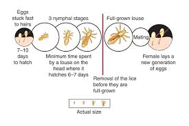 Image result for lice life cycle