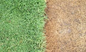 You wonder, is it dormant grass or dead grass? Is Your Grass Dormant Diseased Or Dead Find Out With These 4 Tips