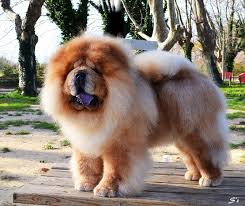 Le chow chow est poli, réservé et libre. Chiots Chow Chow Petites Annonces Gratuites D Occasion Professionnel Vendre Ma