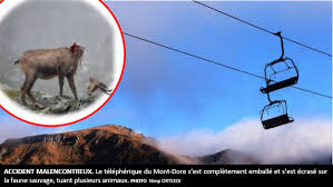 Drame Le Telepherique Du Mont Dore Explose Et Decapite Quinze Marmottes Et Trois Chamois La Mentable