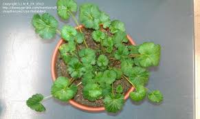 Image result for Pelargonium grossularioides