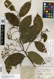 Image result for Cordia torrei