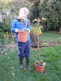 Plant A Conker And Grow A Horse Chestnut Tree For The Future Gardening With Children