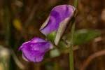 Image result for Tephrosia nyikensis