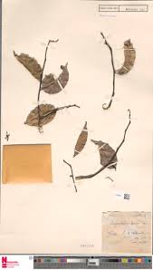 Image result for Scytopetalum