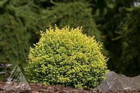 Image result for Chamaecrista plumosa