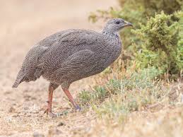 Image result for Parinari capensis