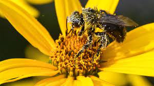 Pollen grains have a hard coat made of sporopollenin that protects the gametophytes during the process of their movement from the stamens to the pistil of flowering plants, or from the male cone to the female cone of coniferous plants. Sweet Success How Bees Choose Which Pollen To Collect Science Aaas