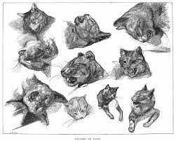 Later in life, he was confined to mental institutions and was alleged to have suffered from schizophrenia.this claim is disputed among specialists. Gericault Cats Studies Of Cats Line Engraving After A 7557391