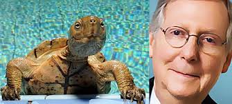 Kentucky has voted for him for 34 years. Mitch Mcconnell Is Mildly Turtle Mildlyturtle
