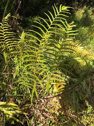 Image result for Cyclosorus interruptus