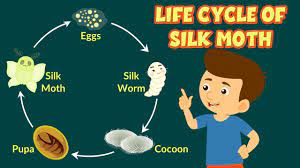 We did not find results for: Life Cycle Of Silk Moth How Silk Is Made Silkworm Life Cycle Video For Kids Youtube
