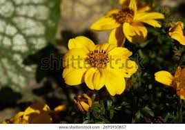 Image result for Aspilia