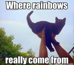30 grumpy cat funny quotes. Funny Animal Pictures Of The Day 24 Pics Animal Jokes Funny Cat Memes Funny Animal Jokes