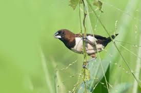 Jika sejak awal kita berdisiplin soal waktu dan gizi, niscaya burung lebih. Anim Agro Technology Burung Pipit Kenali Dia