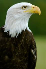 Dişi kartal kuluçkaya yatarken erkek kartal onu besler. File Bald Eagle Helga Haliaeetus Leucocephalus2 Jpg Wikimedia Commons