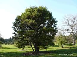 Image result for Hunteria densiflora