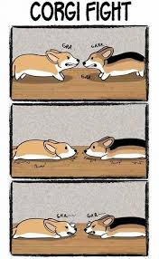 Corgi Fight Comic Cute Corgi Corgi Funny Corgi Memes