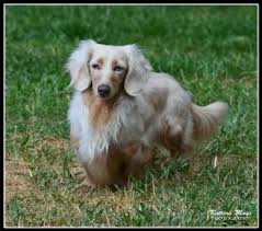 Sedona Miniature Dachshunds Miniature Dachshunds Dachshund Lovers Dachshund