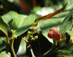 Image result for Excoecaria bussei