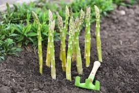 野菜のプロ監修 アスパラガスの栽培 育て方のポイントや苗植えの時期と方法は Horti ホルティ By Greensnap