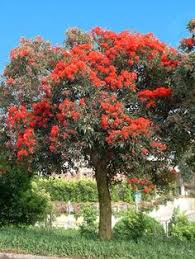 They're evergreen, low maintenance, and easy to find on the market. 17 Best Garden Screen Plants Ideas Screen Plants Plants Garden Screening