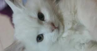 قط شيرازي عيون خضراء للبيع kedi
