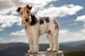 Hard, wiry, dense, straight, short topcoat, with a softer undercoat; 13 Dog Breeds That Are Wirehaired