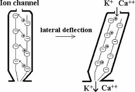 Check spelling or type a new query. Fundamental Role Of Microvilli In The Main Functions Of Differentiated Cells Outline Of An Universal Regulating And Signaling System At The Cell Periphery Lange 2011 Journal Of Cellular Physiology Wiley Online Library