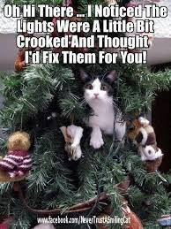 Ten Cats By Graham Harrop December 03 2015 Via Gocomics Christmas Cat Memes Christmas Cats Cat Christmas Tree
