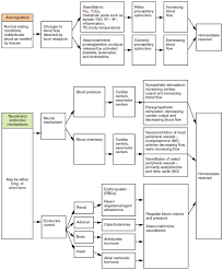 homeostatic regulation of the vascular system anatomy and