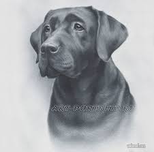 Good news!!.you can now get my drawing course for 90% off in flash sale for february 2021. 35 Beautiful Dog Drawings And Art Works From Top Artists