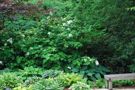 Image result for Hydrangea quercifolia