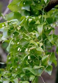 Image result for Asparagus asparagoides