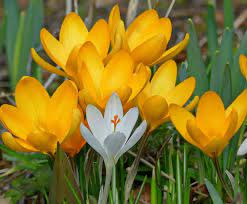 Vector bouquet with outline eranthis or winter aconite in open envelope in black isolated on white background. 11 Yellow Spring Flowers To Make Your Garden Pop