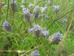 Image result for Haumaniastrum