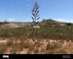 Image result for Pogonarthria