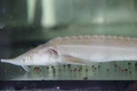 Record of acipenser ruthenus for a location near baltimore, maryland was found (gbif 2013). Acipenser Ruthenus Albino Store Gartenteichfische E Pets