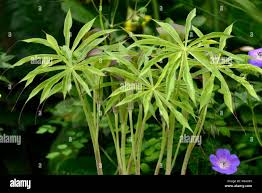 Image result for Arisaema mildbraedii