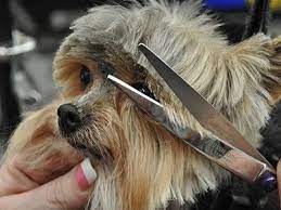 How To Trim A Yorkshire Terrier Archives Petbusiness Com Yorkie Terrier Yorkie Dogs Yorkshire Terrier Grooming