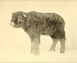 Use this lesson in your classroom, homeschooling curriculum or just as a fun kids activity that you as a parent can do with your child. Eagle Wild Alaska Coloring Book Big Pictures Musk Ox And More 32 Pages