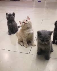 Dia memiliki kepala bulat besar, mata bundar dan cakar bulat. British Shorthair Malaysia Bshm Home Facebook