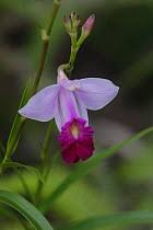 Image result for Thunbergia graminifolia