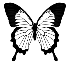How To Draw Animals Butterflies Their Anatomy And Wing Patterns Butterflies are a wonderful drawing subject—their wings have a certain pattern that can be reduced to a few rules. how to draw animals butterflies their