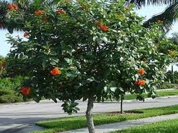 Photography by diane cook & len jenshel. 10 Florida Friendly Trees Shrubs To Plant Landcrafters Fl