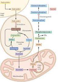 Proteins are essential components of the cytoplasm, membranes, and organelles. Glyoxysome And Glyoxylate Cycle