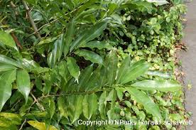 Image result for Artabotrys monteiroae