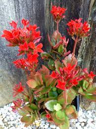Kalanchoe Blossfeldiana Single Red Kalanchoe Blossfeldiana Succulents Container Gardening