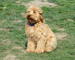 The goldendoodle is the result of breeding a standard poodle with a golden retriever. Mini Goldendoodle Full Grown What Size Is Your Mini Mini Goldendoodle Goldendoodle Full Grown Labradoodle Full Grown