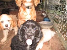 Find your ideal english cocker spaniel from euro puppy, we have been working with the best breeders for many years so you can enjoy total peace of mind that you will get the perfect puppy. Ckc Cocker Spaniel Puppy For Sale In Jacksonville Alabama Classified Americanlisted Com